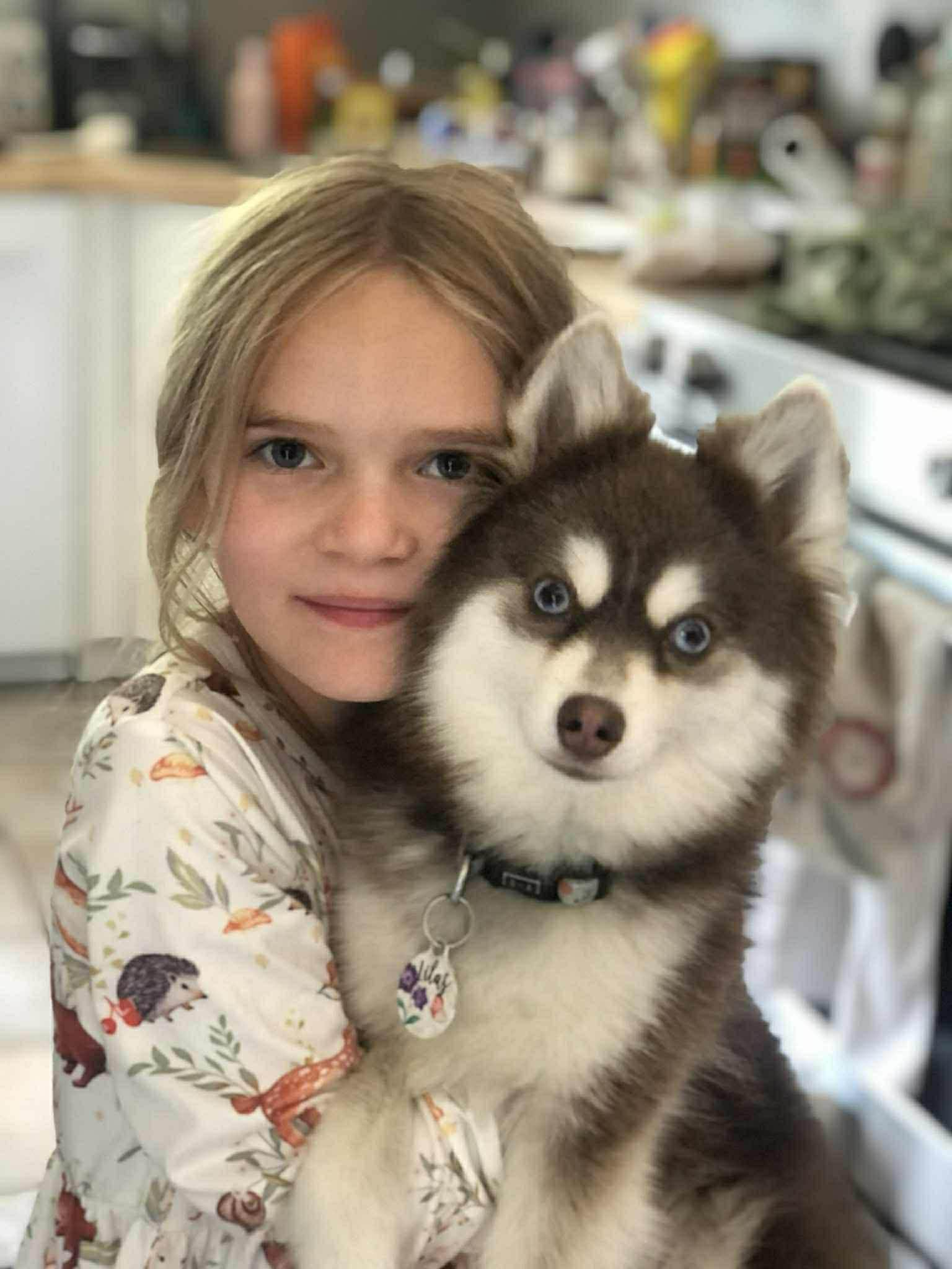Photo Pomsky